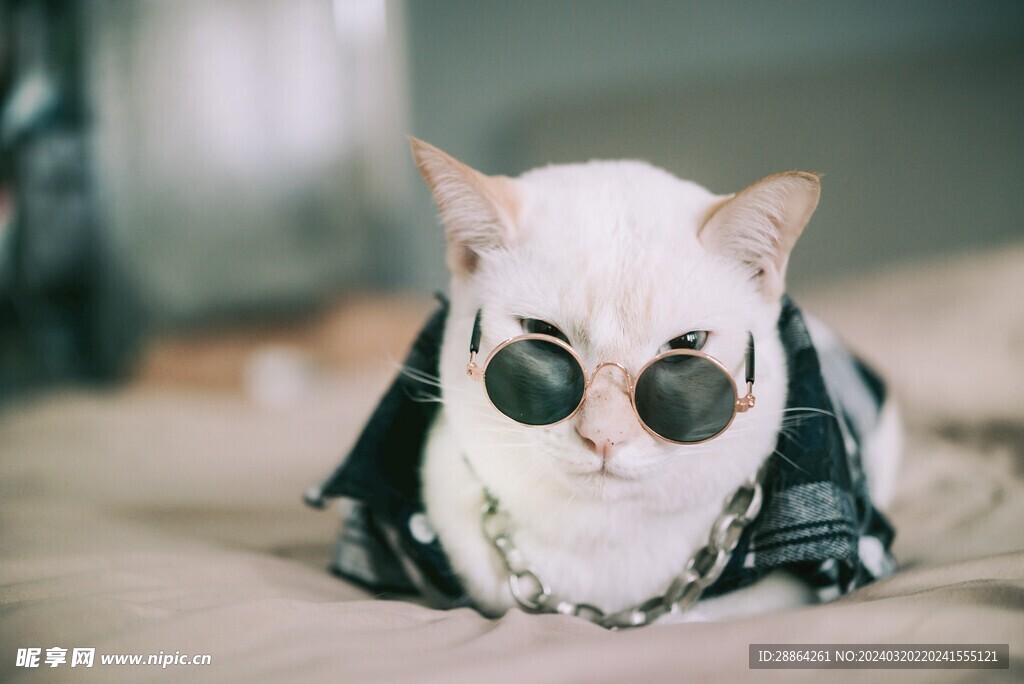 猫猫