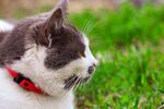 猫猫
