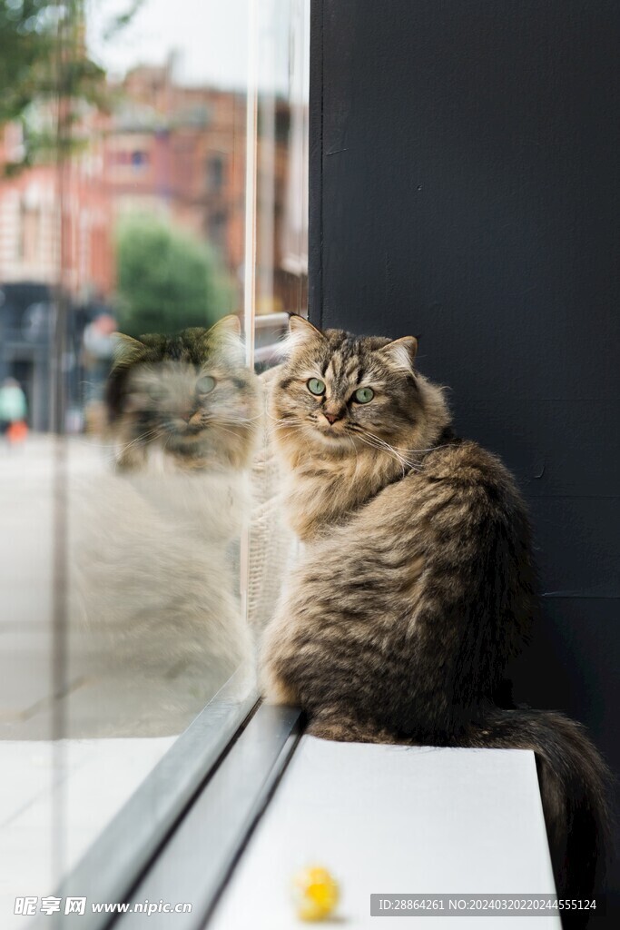 猫猫