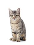 猫猫