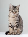 猫猫
