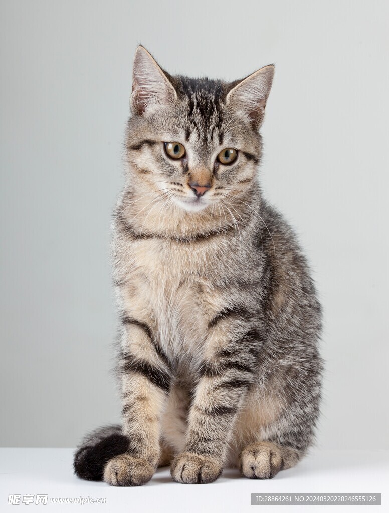 猫猫