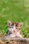猫猫