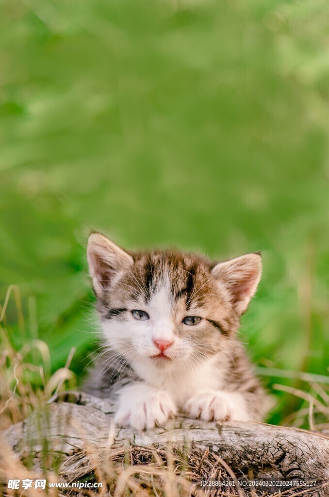 猫猫