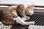 猫猫
