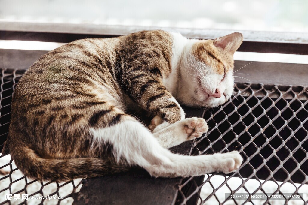 猫猫