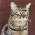 猫猫