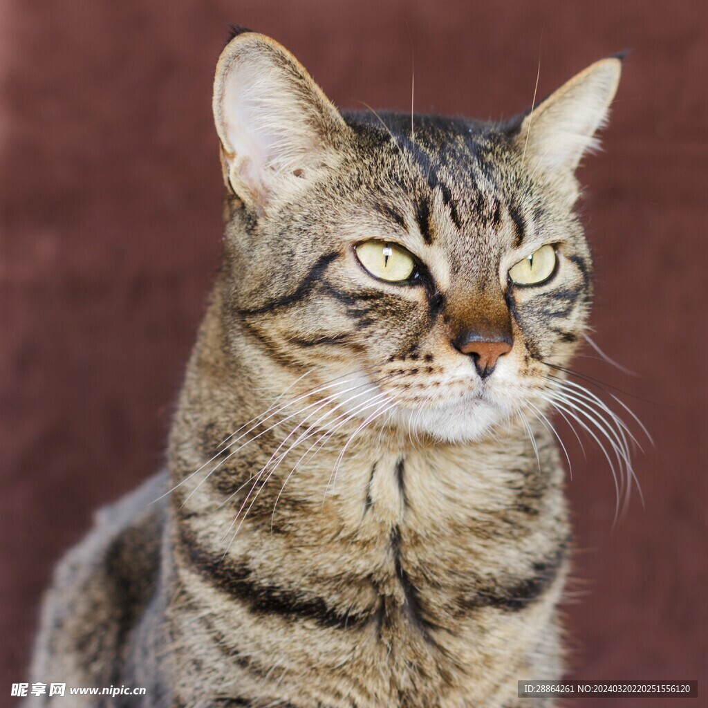 猫猫