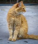 猫猫