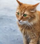 猫猫