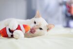 猫猫