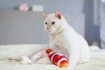 猫猫
