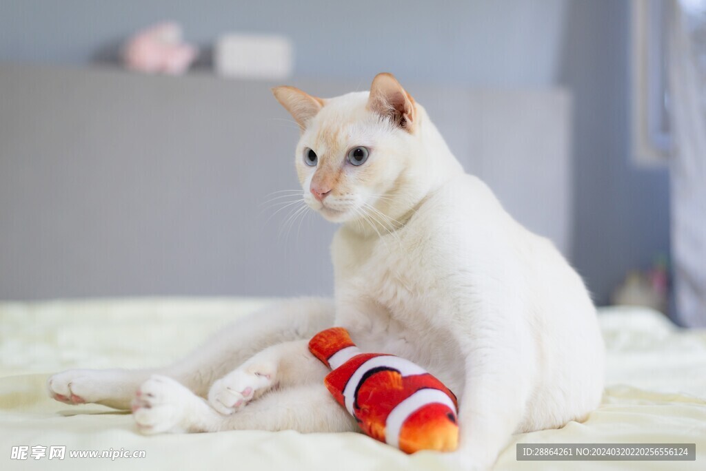 猫猫