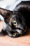 猫猫