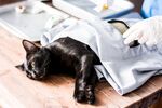 猫猫