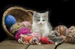 猫猫