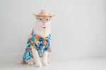 猫猫