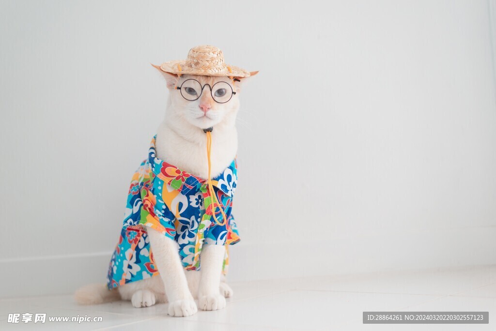 猫猫