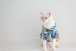 猫猫