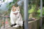 猫猫