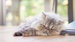 猫猫