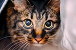 猫猫