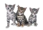 猫猫
