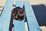 猫猫