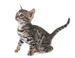猫猫