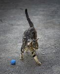猫猫