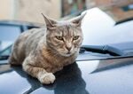 猫猫