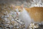 猫猫
