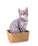 猫猫