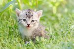 猫猫