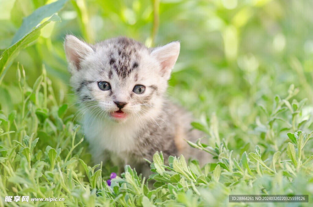 猫猫