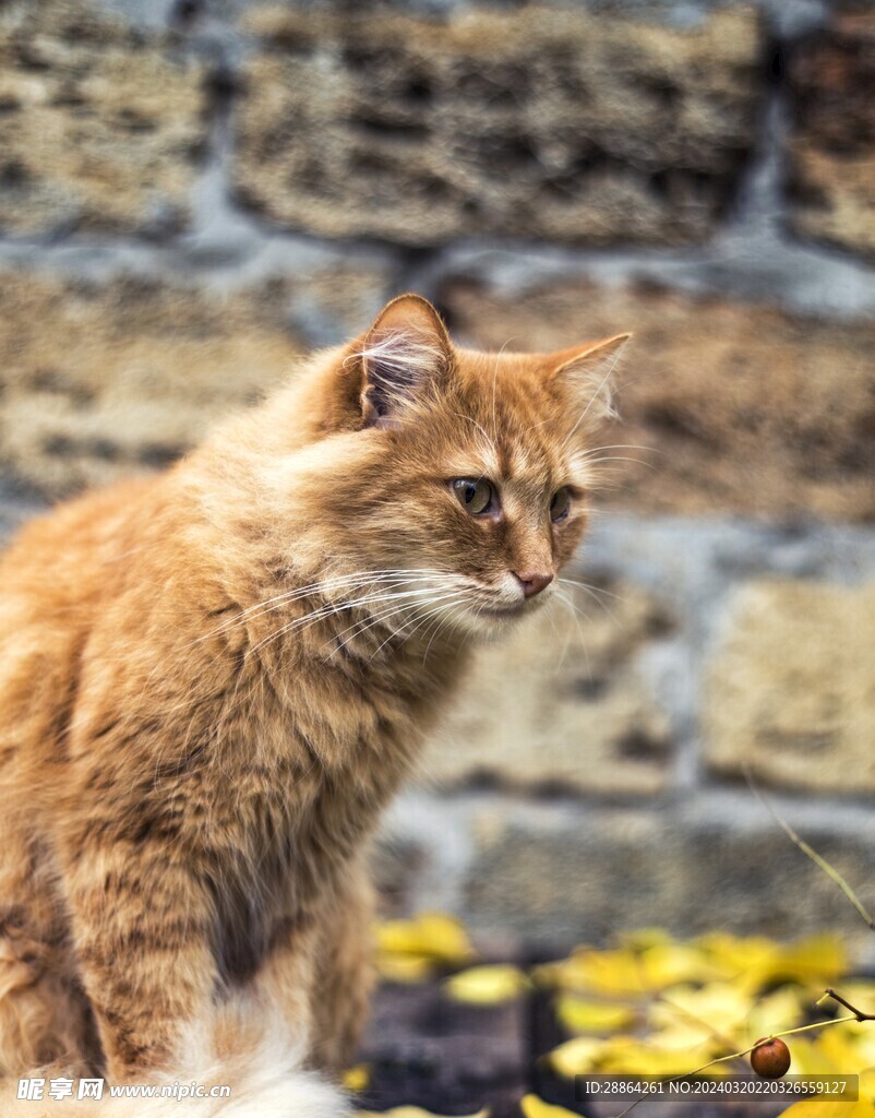 猫猫