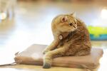 猫猫