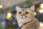猫猫
