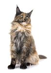 猫猫