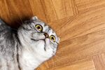 猫猫