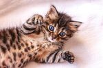 猫猫