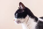 猫猫