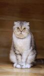 猫猫