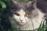 猫猫