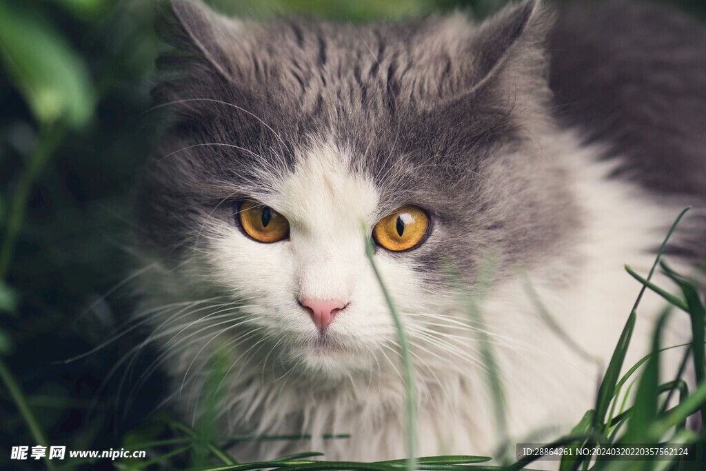 猫猫