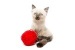 猫猫