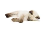猫猫