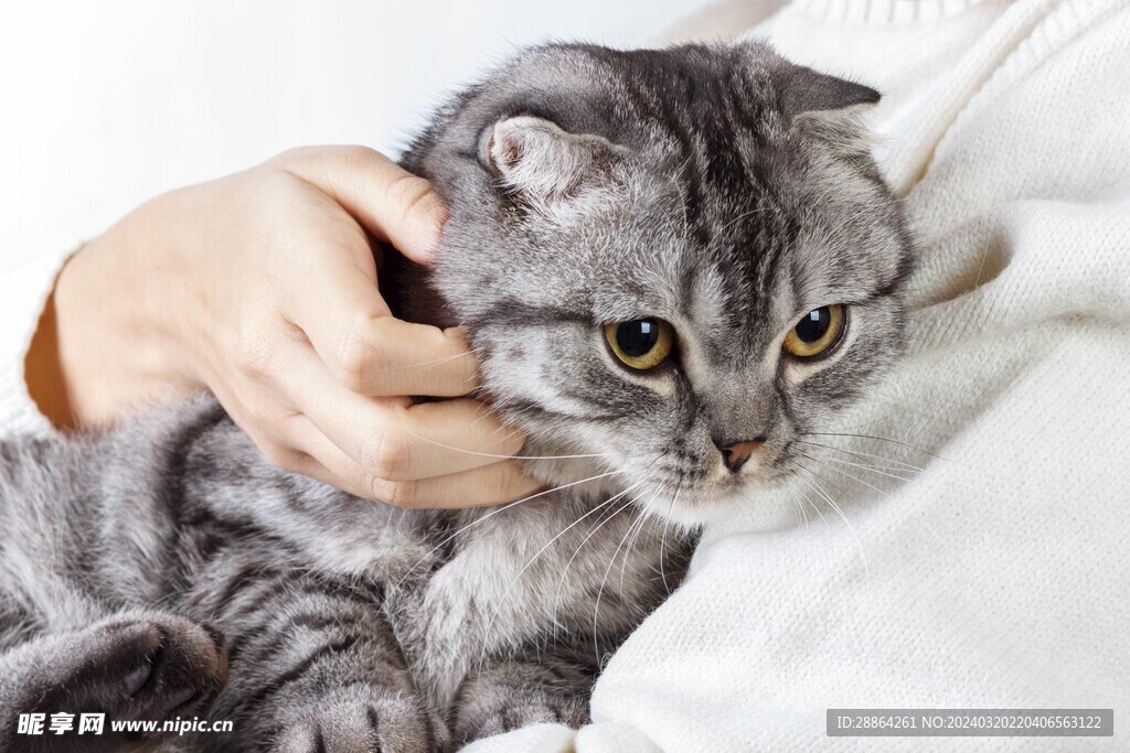 猫猫