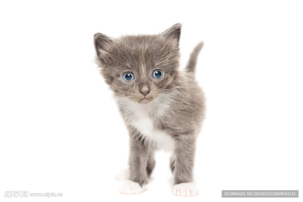 猫猫
