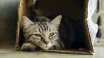 猫猫